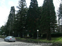 Mamutbäume im Neuenheimer Feld