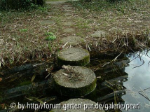 Teich