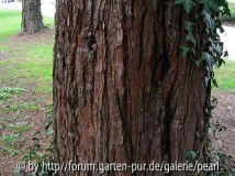Sequoiadendron Stamm