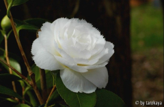 fimbriata2