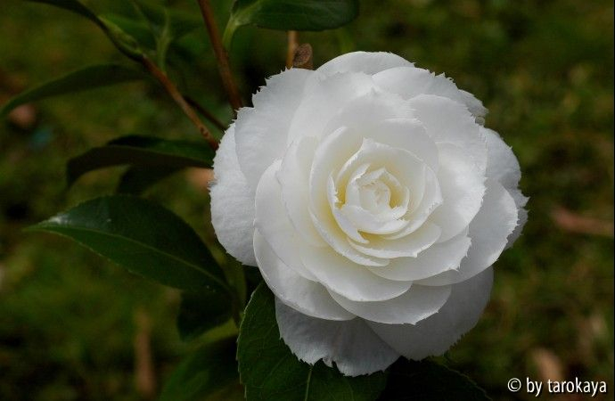 fimbriata09