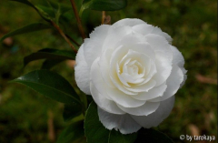 fimbriata09