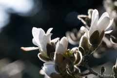 Magnoliencharme