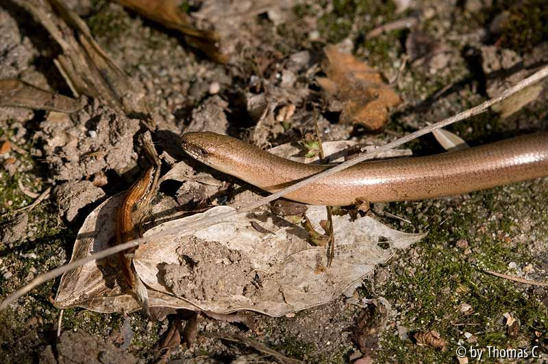 Schleiche in der Frühlingssonne