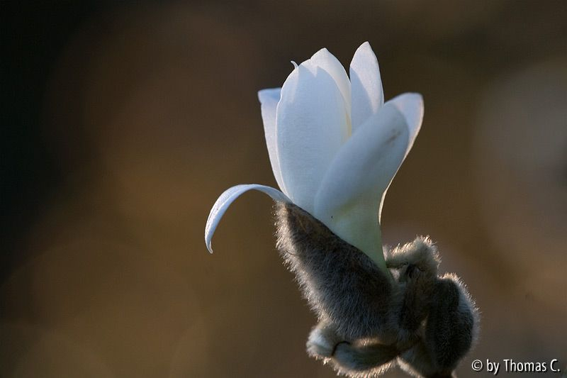 Magnolienstolz
