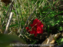 Primula roter Sämling