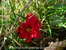 Primula roter Sämling