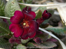 Primula Cowichan Rot