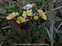 Primula Cowichan Gelb