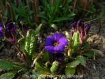 Primula Cowichan Blau