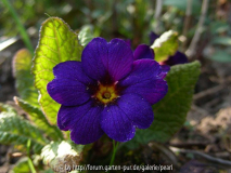 Primula Cowichan Blau