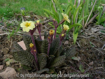 Primula Cowichan Gelb neben Taglilie