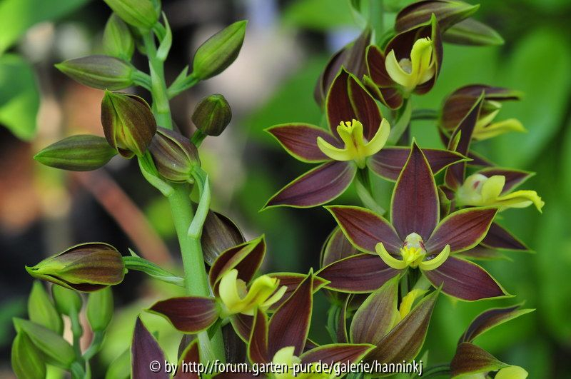 Calanthe bicolor 1
