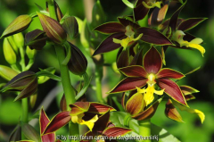 Calanthe bicolor 2