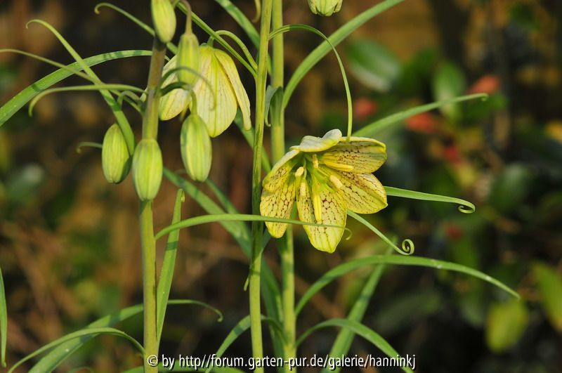 Fritillaria thunbergii 2