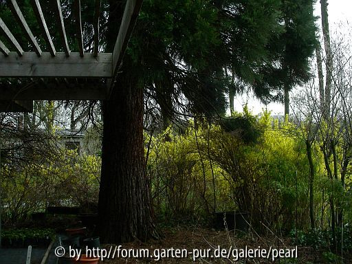 Bergmammutbaum bei Kirschenlohrs