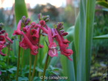 Corydalis solida - Sämling BoGa Potsdam
