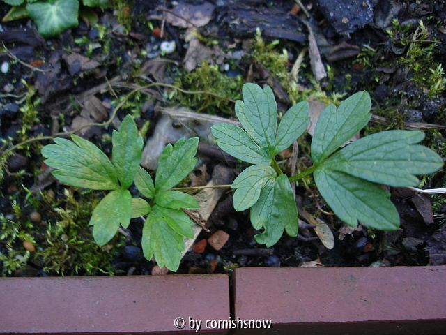 Smyrnium perfoliatum - Sämling 2. Jahr