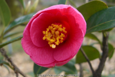 Camelia Saluenensis.jpg
