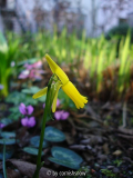 Narcissus cyclamineus