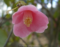 Camelia Rosiflora.jpg