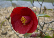 Camelia Purpurea.jpg