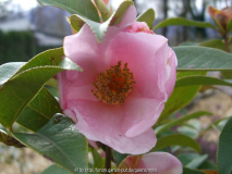 Camelia Pitardii.jpg