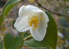 Camelia Euryoides.jpg