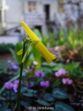 Narcissus cyclamineus