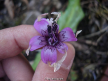 Erythronium japonicum - 2009
