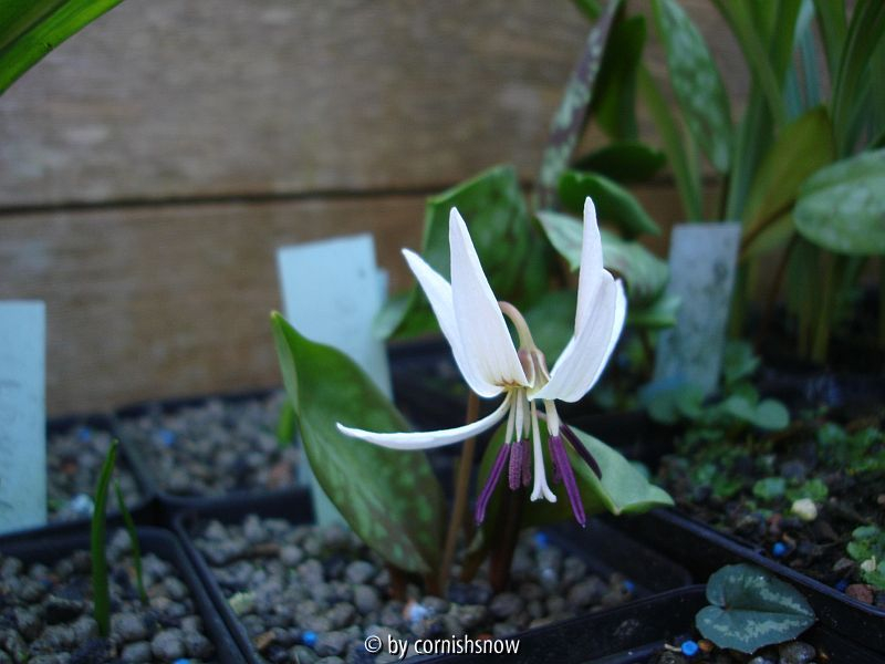 Erythronium    dens-canis ssp. niveum I