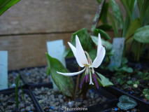 Erythronium    dens-canis ssp. niveum I