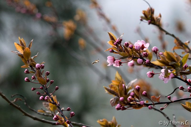 Blutpflaume mit Besuch
