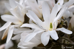 Magnolienfülle