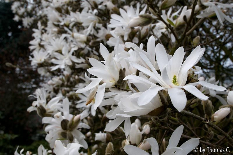 Magnolienfülle