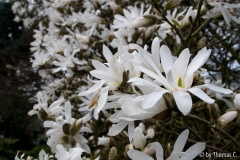 Magnolienfülle
