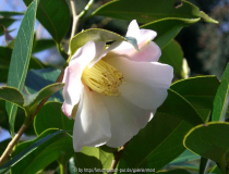 Apple Blossum saluensis.jpg