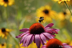Farbrauschhummel