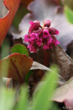 Pink mit rotem Blatt