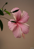Dainty Pink schaut heute zum Fenster hinaus