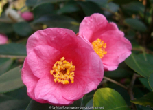 Cornis Spring Hybrid.jpg