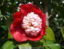 Kumagai Non Higo.jpg