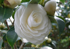 Fimbriata alba.jpg