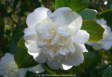 Anemoniflora Alba.jpg