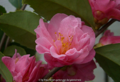 Fragrant Pink  Cdl.jpg