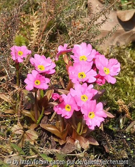 Rosenprimel (Primula rosea)