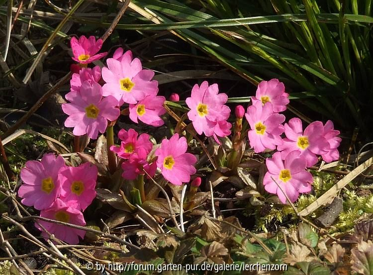 Rosenprimel (Primula rosea)