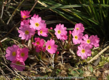 Rosenprimel (Primula rosea)