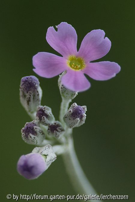 Balkan-Mehlprimel (Primula frondosa)