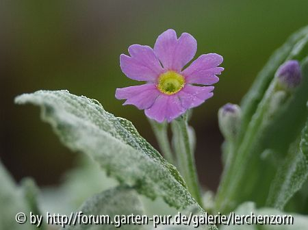 Balkan-Mehlprimel (Primula frondosa)